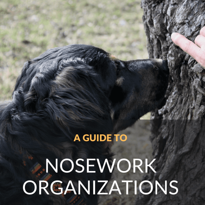 Вот путеводитель по некоторым из наиболее известных организаций по работе с носом у собак в дополнение к краткому изложению типов тренировочных/испытательных сред.