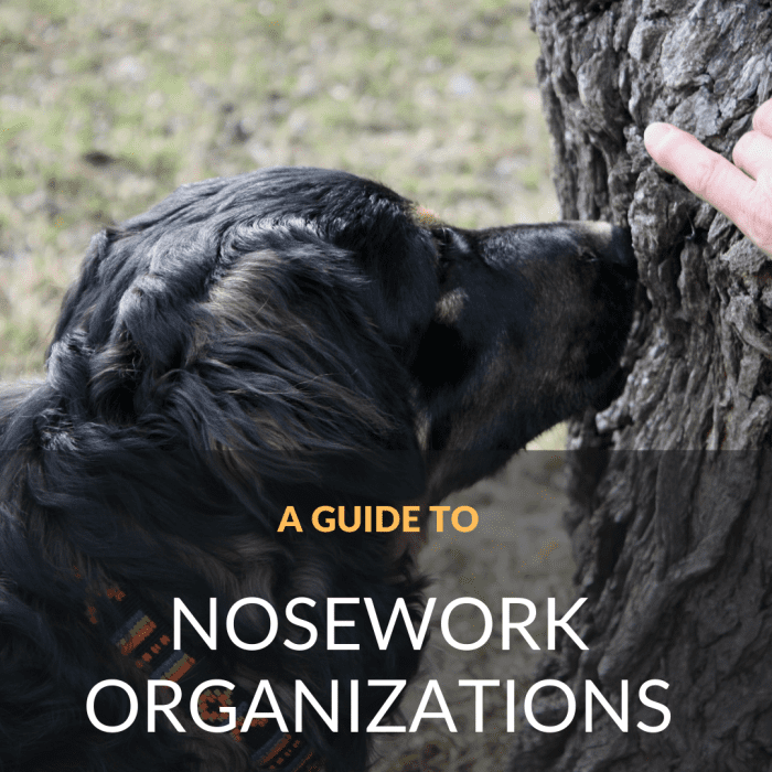 Here's a guide to some of the more well-known canine nosework organizations in addition to a run-down of the types of training/trial environments.