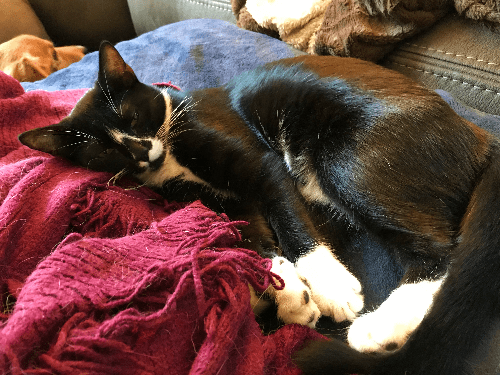 Sammie finally learned how to cope without her cat family and now she is a happy kitty!