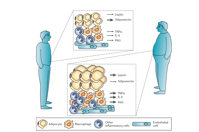 Expressions of IL-6, (interleukin-6), PAI1 (plasminogen activator inhibitor 1), TNFa (tumor necrosis factor-α), which are affected by the varying levels of Leptin and Adiponectin in obesity, are shown here. (10)