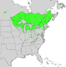 Common Michigan Conifers: Cedars, Firs, the Hemlock, and the Tamarack ...