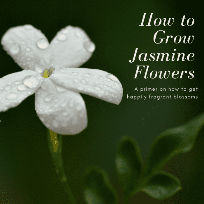 This article will break down everything you need to know to get delightfully fragrant blossoms from your jasmine plant.