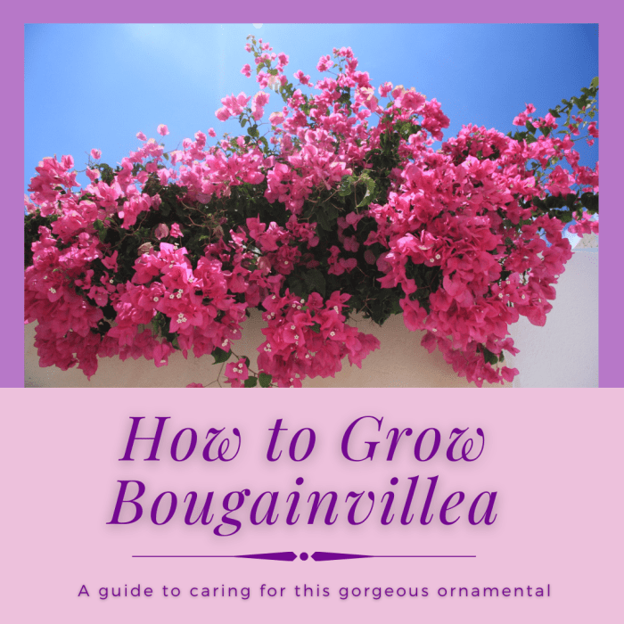 This article will provide you with all the information you need to grow gorgeous, bountiful bougainvillea flowers.