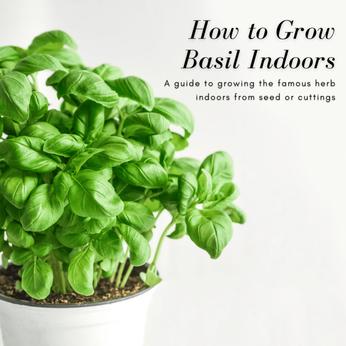 How to Grow Basil Indoors From Seed - Dengarden