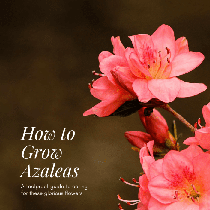 A Foolproof Guide on How to Grow Azaleas - Dengarden