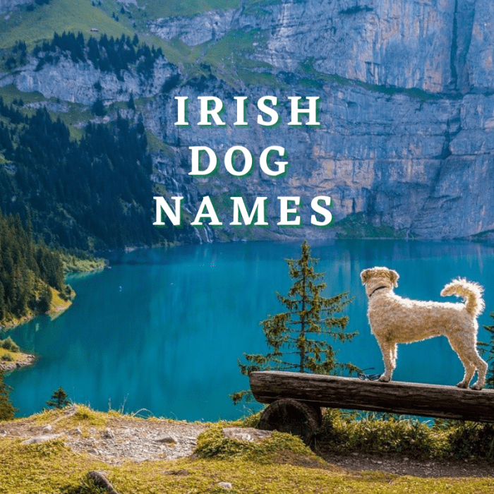 175+ Irish Dog Names (With Meanings) - PetHelpful