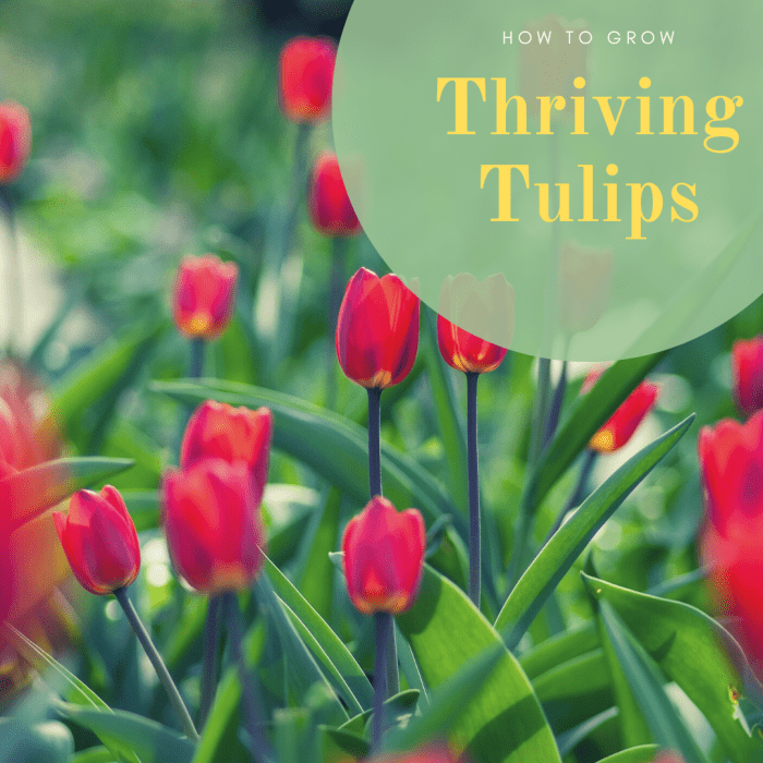 How to Plant Tulip Bulbs That Will Thrive - Dengarden