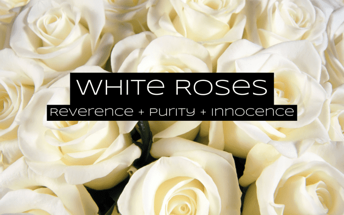 White roses are for reverence. The blooms are about innocence and purity. They're popular at weddings.