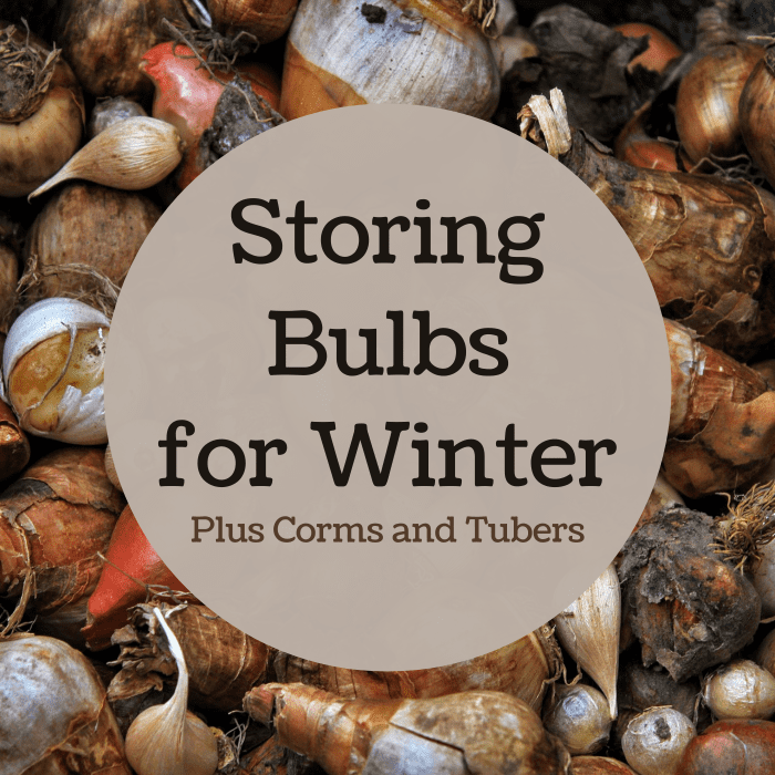 Learn how to store some common geophytes for winter, and get tips for the proper storage conditions for each one.