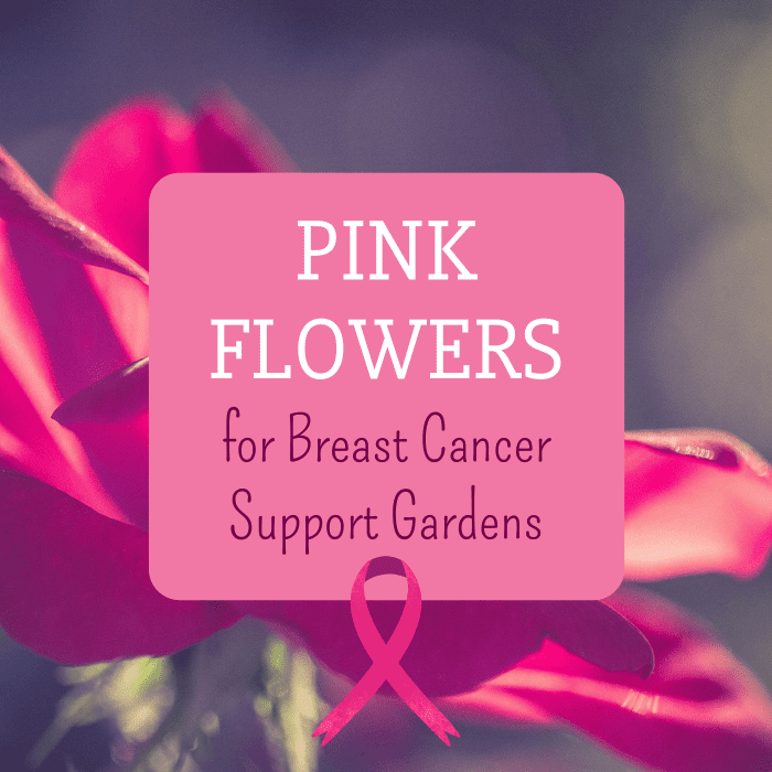 Show your support for Breast Cancer Awareness Month by planting a pink garden that blooms in October!