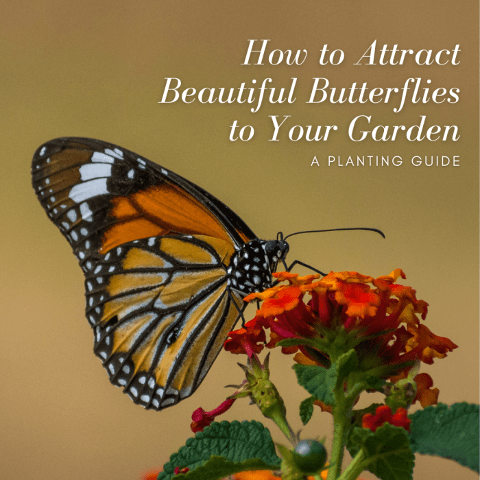 How To Encourage Butterflies To Visit Your Garden Dengarden