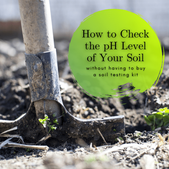 This guide will show you how to check the pH level of your soil without having to purchase an official soil testing kit.