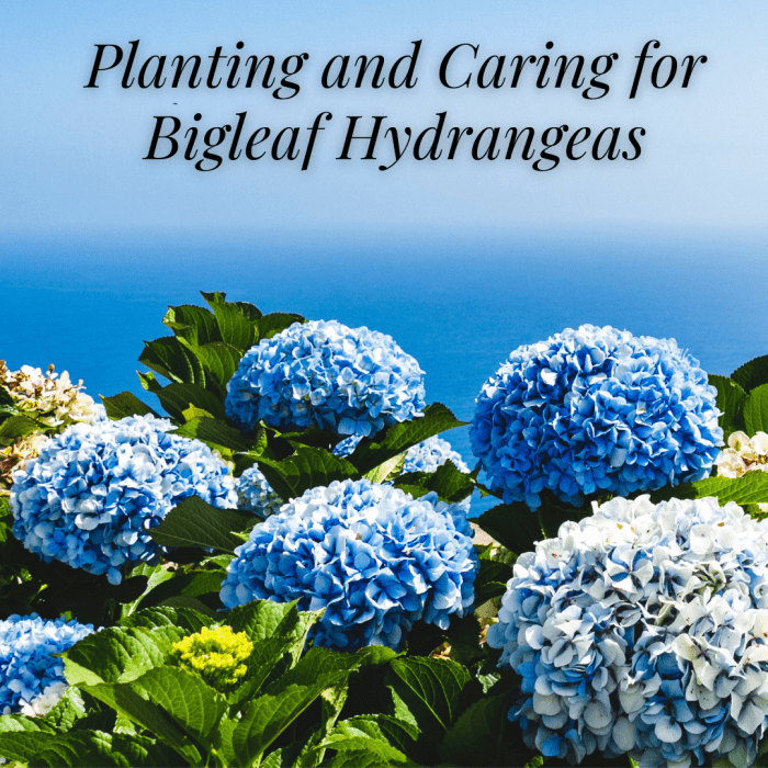 This guide will provide you with all the planting and caring information you need to grow gorgeous bigleaf hydrangeas.