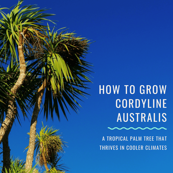 This article will provide information on how to grow and care for Cordyline australis, a tropical palm tree that can thrive in cooler climates.