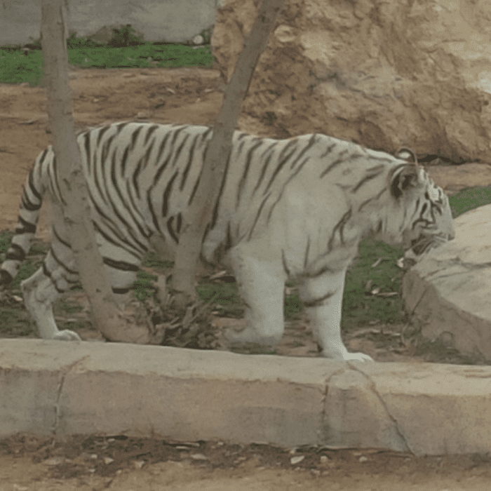 Fascinating Dubai Tigers Frolicking on the Beach HubPages