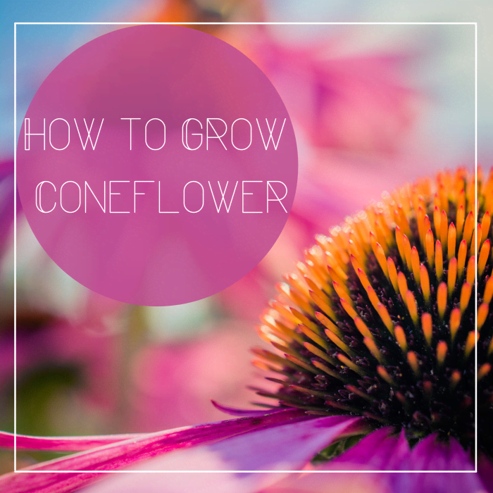 How to Grow Coneflowers (Echinacea) - Dengarden