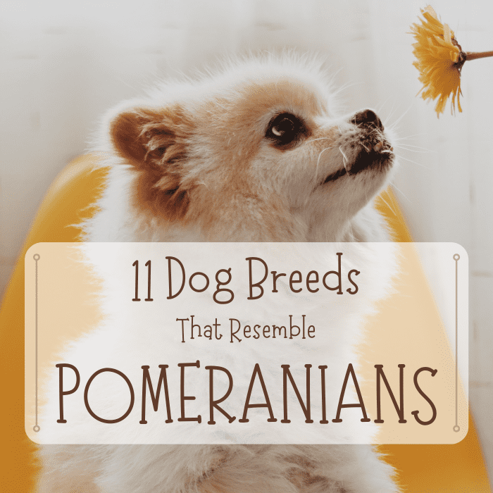 Do you want a dog that looks like a Pomeranian but is larger, smaller, hardier or otherwise a bit different? Consider these 11 breeds with similar appearances.