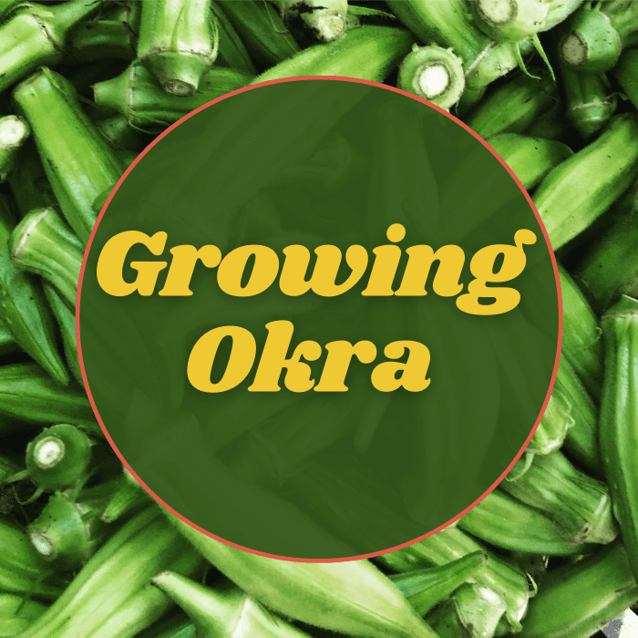 Tips for growing okra.