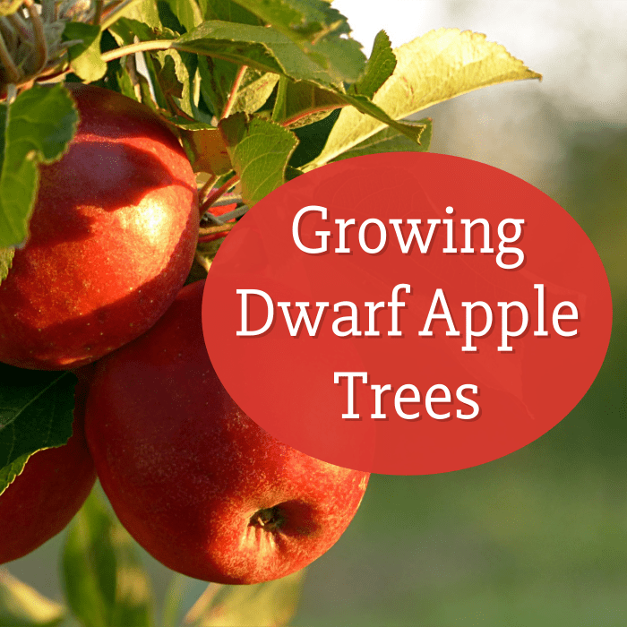 Are you considering a dwarf apple tree for your yard? Get advice on planting, pruning, dealing with pests, harvesting, and more.