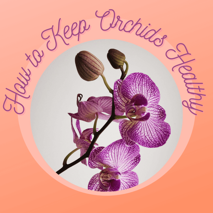 Follow these 7 tips to keep your orchids alive and healthy.