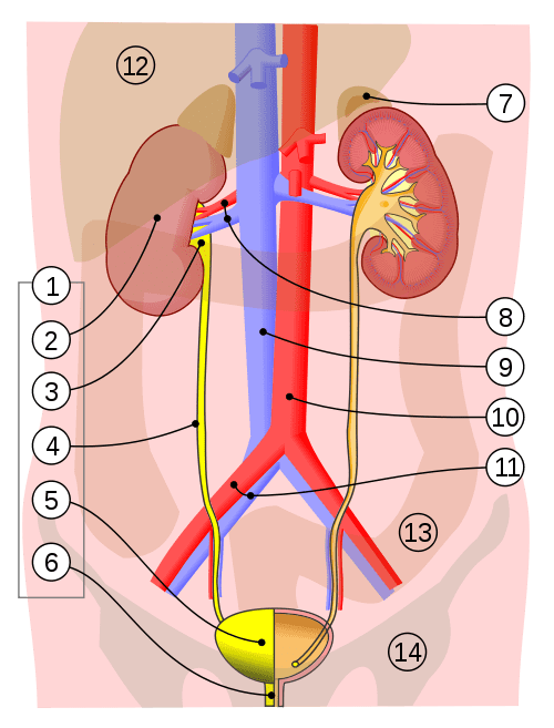 1. Human urinary system: 2. Kidney, 3. Renal pelvis, 4. Ureter, 5. Urinary bladder, 6. Urethra. (Left side with frontal section) 7. Adrenal gland Vessels: 8. Renal artery and vein, 9. Inferior vena cava, 10. Abdominal aorta, 11. Common iliac artery