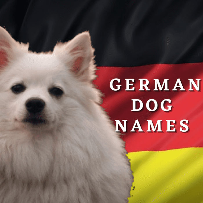 Since so many dogs have their roots tied to Germany, why not honor it by giving it a Germanic name? Here is a resource of 200+ German names fit for your new furry canine.