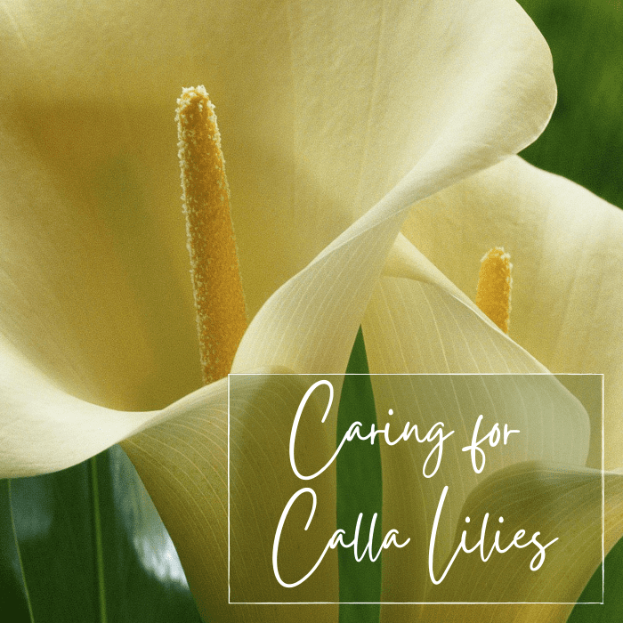 How to Plant and Care for Calla Lilies Dengarden