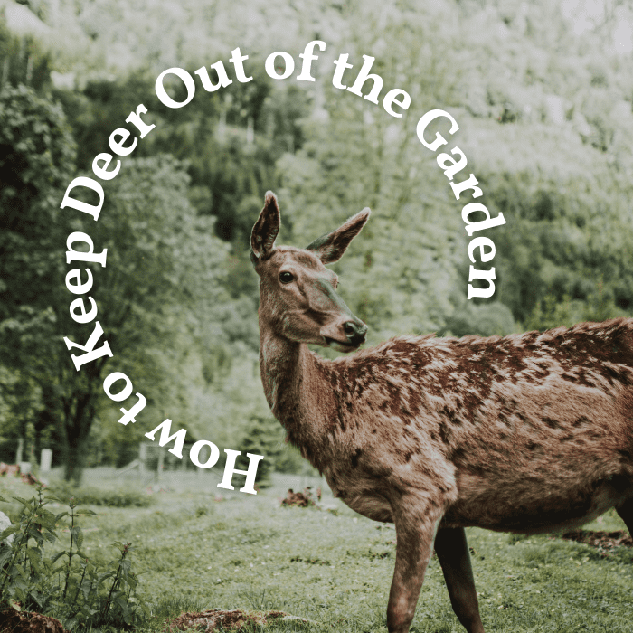 How to keep deer out of the garden.