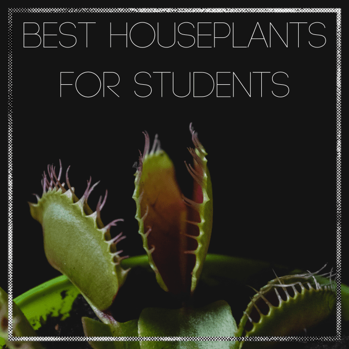 Easy to care for houseplants perfect for college students.