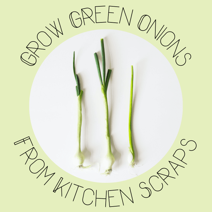 Ready-to-eat green onions are easy to grow. Learn how to plant green onions from scraps and regrow them.