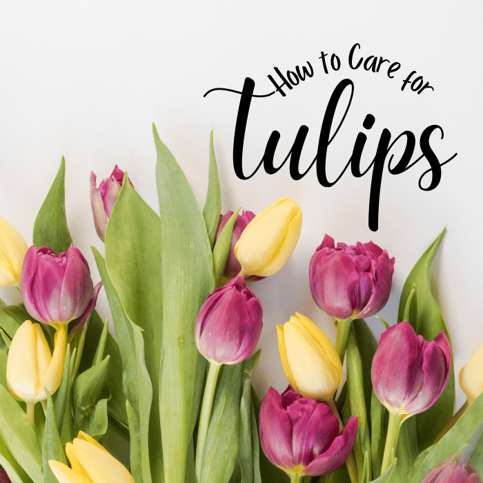 How to take care of tulips after they bloom.