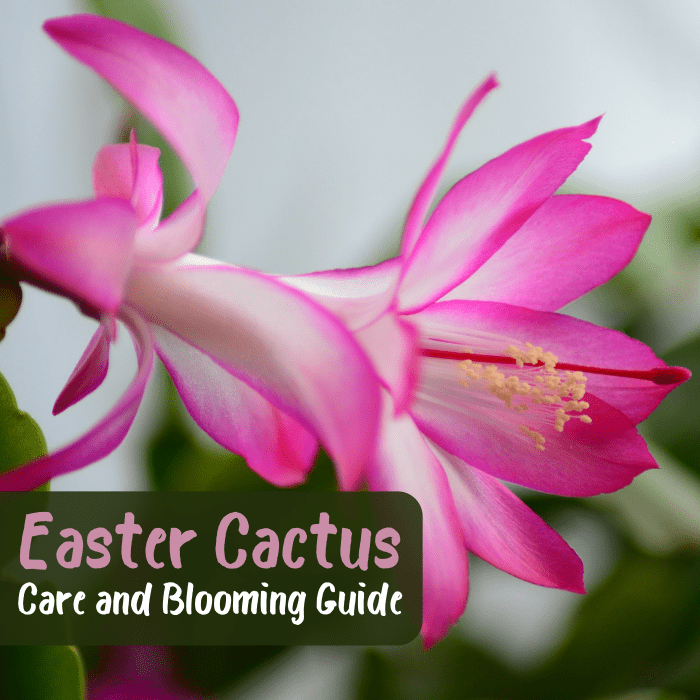 Learn how to care for an Easter cactus, encourage it to bloom, and grow additional cacti from cuttings.
