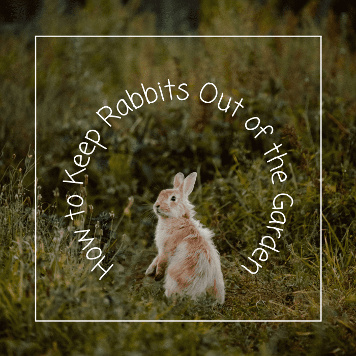 How to Keep Rabbits out of Your Garden Dengarden