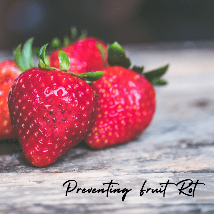 Mushy Strawberries? No thanks! Learn how to identify and prevent different kinds of fruit rot.