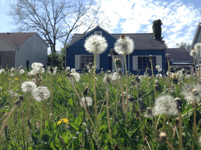 Many plants considered weeds are actually greatly beneficial to humans.