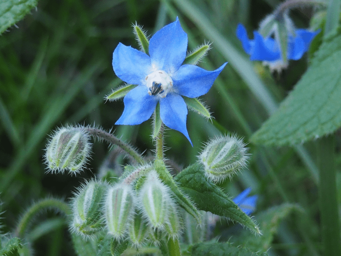 Close up of a borage plant showing the star shaped flowers.