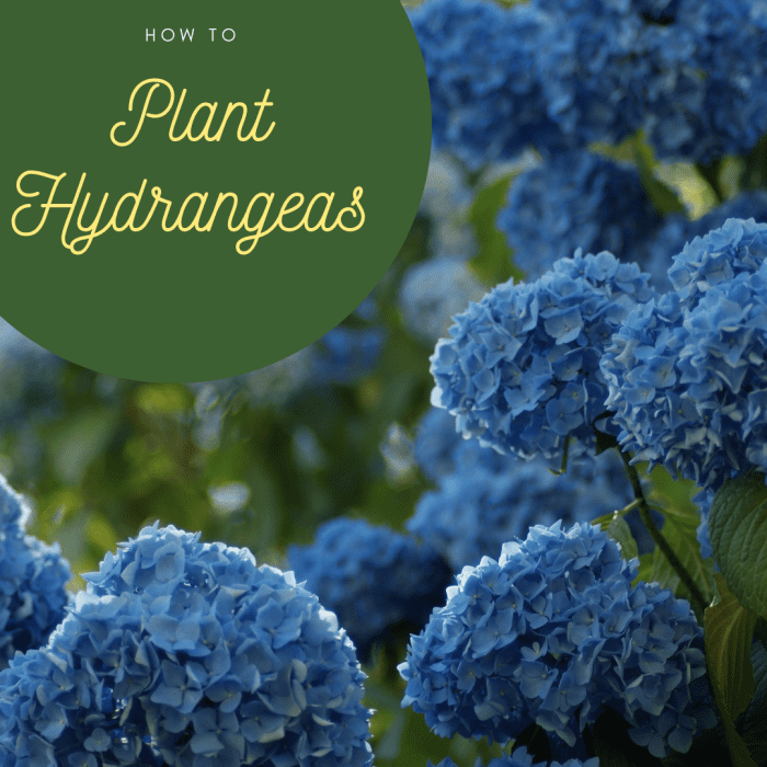 How to Plant Hydrangeas Dengarden
