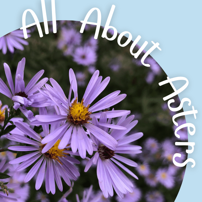 All about asters.