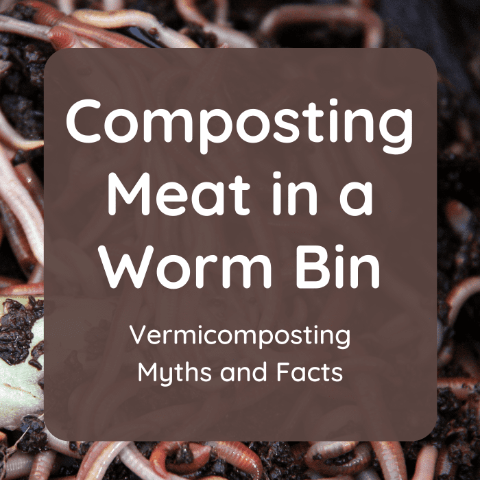 Contrary to popular belief, I have successfully composted meat in my worm bin. Discover some other myths and facts about vermicomposting.