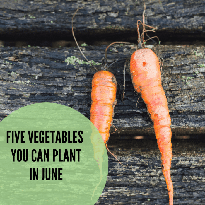 Five Delicious Vegetables to Plant in June Dengarden