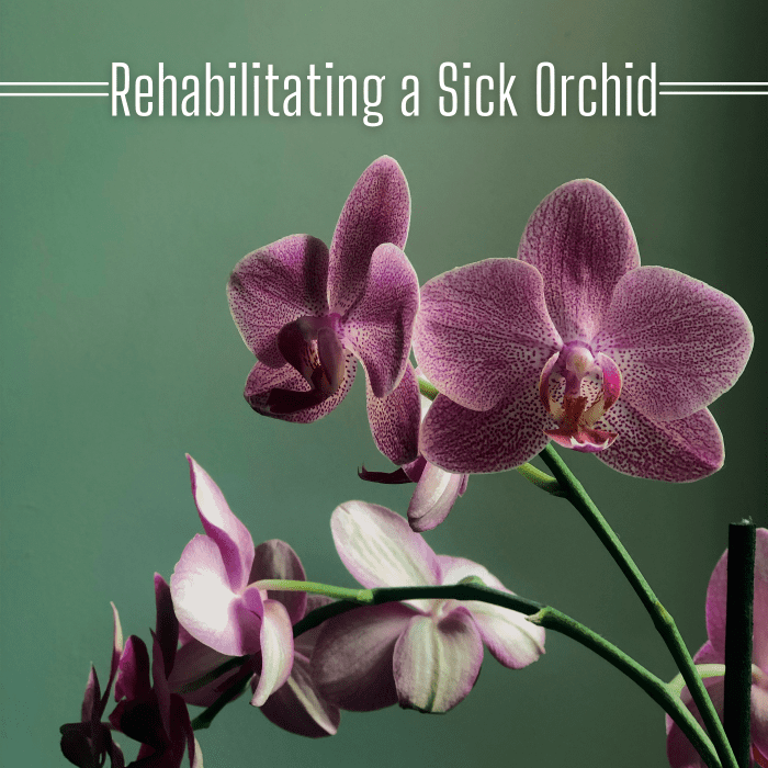Learn how to bring a sick orchid back to health.