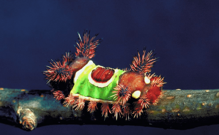 The toxic -- and common -- saddleback caterpillar