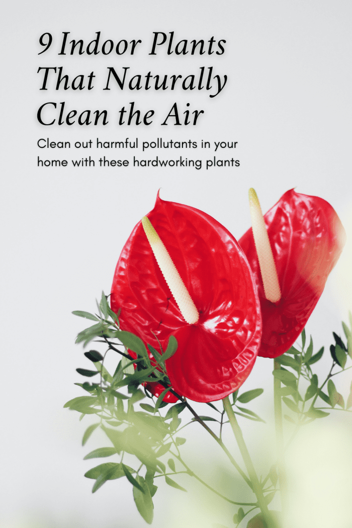 This guide will share nine wonderful plants that will help clean out the air in your home, including the lovely anthurium.