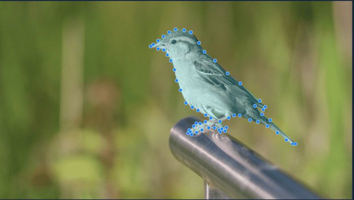 To select an image for 3D Parallax in PhotoVibrance, click around the edges of the item to select it