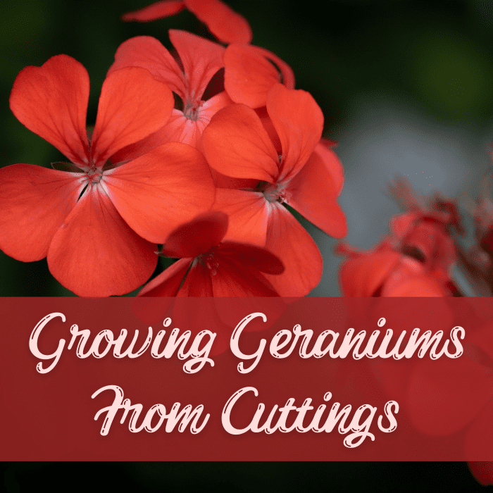 How to Grow a Geranium Plant From a Cutting - Dengarden