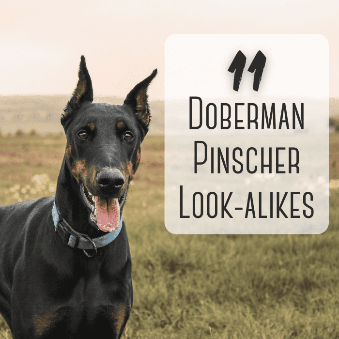 11 Dog Breeds That Look Like Doberman Pinschers - PetHelpful