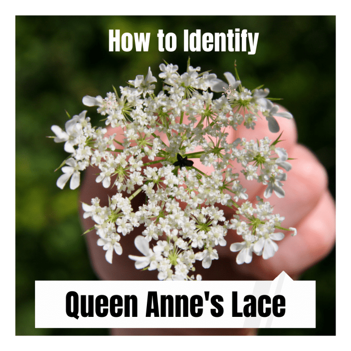 Queen Anne's Lace has a dark purple flower in the center. This dark flower is one way to tell Queen Anne's Lace from potentially dangerous impersonators.