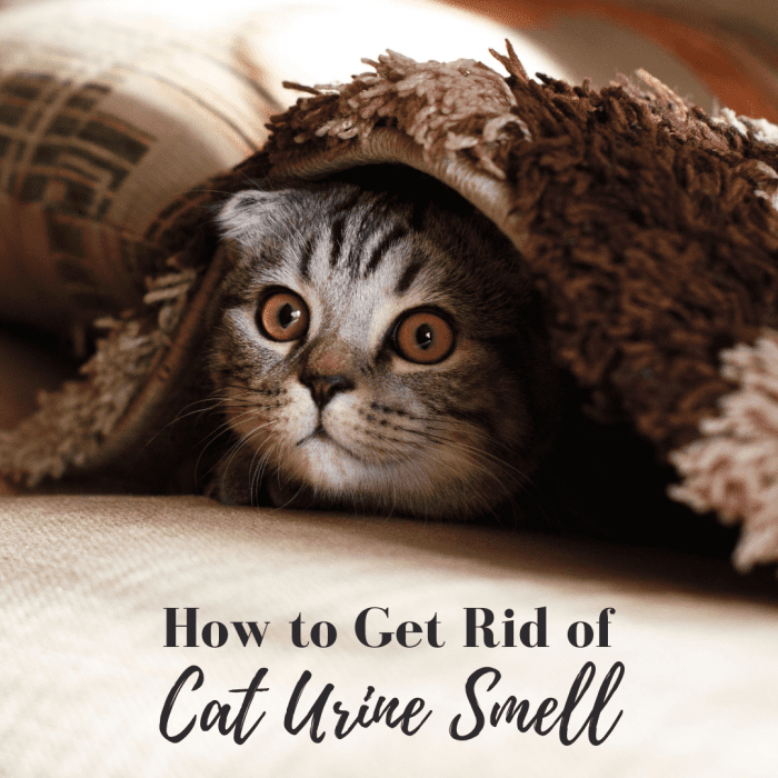 How to Eliminate Cat Urine Smell Dengarden