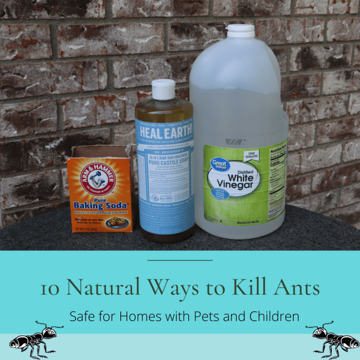 How to Get Rid of Ants Without Toxic Chemicals Dengarden