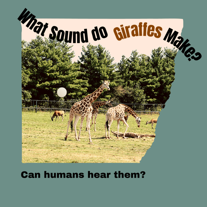 sound that a giraffe makes